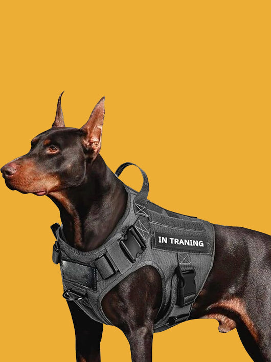 BlingPets Dog Buckle Harness (Extra Large, Black)
