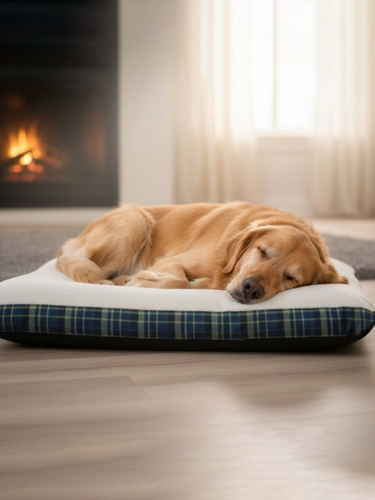 PAWPOURRI Dogs & Cats Premium Ultra Soft and Warm S Pet Bed (Green)