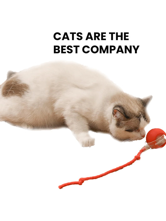 decorvaiz Rubber Ball For Dog & Cat
