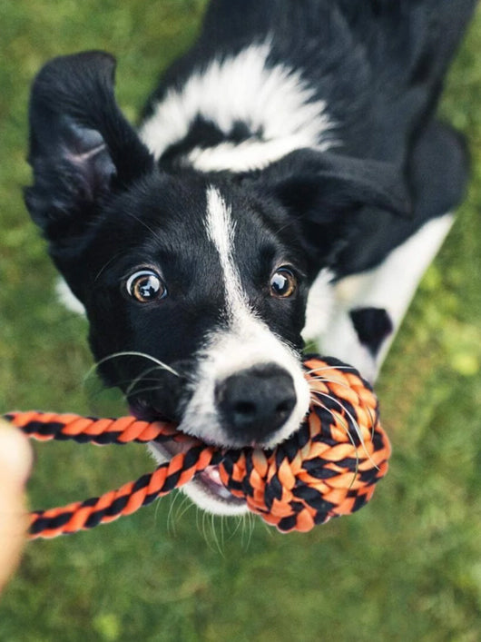 decorvaiz Toys for Puppies & Small Dogs Toys
