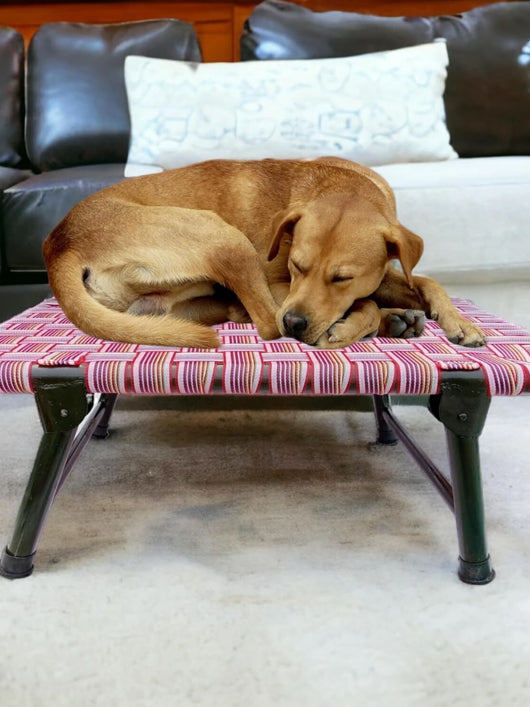 Hussain Funiture Dog Bed With Leg Fold Strong Quality Iron Frame With Strips L Pet Bed (MULTICOLOR)