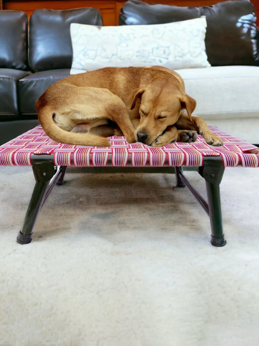 AAURAS Diamond Dog Orthopedic for Large Washable Cover & Nonskid Bottom, L Pet Bed (MULTICOLOR)
