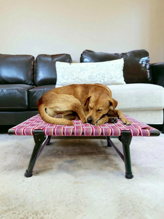 AAURAS Diamond Dog Orthopedic for Large Washable Cover & Nonskid Bottom, L Pet Bed (MULTICOLOR)