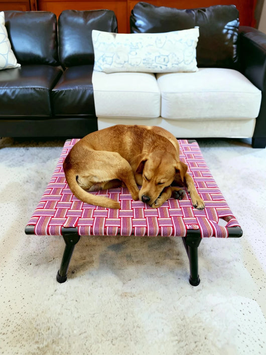AAURAS Diamond Dog Orthopedic for Large Washable Cover & Nonskid Bottom, L Pet Bed (MULTICOLOR)