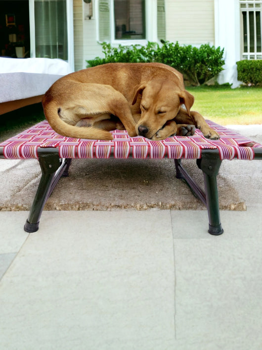 AAURAS Diamond Dog Orthopedic for Large Washable Cover & Nonskid Bottom, L Pet Bed (MULTICOLOR)