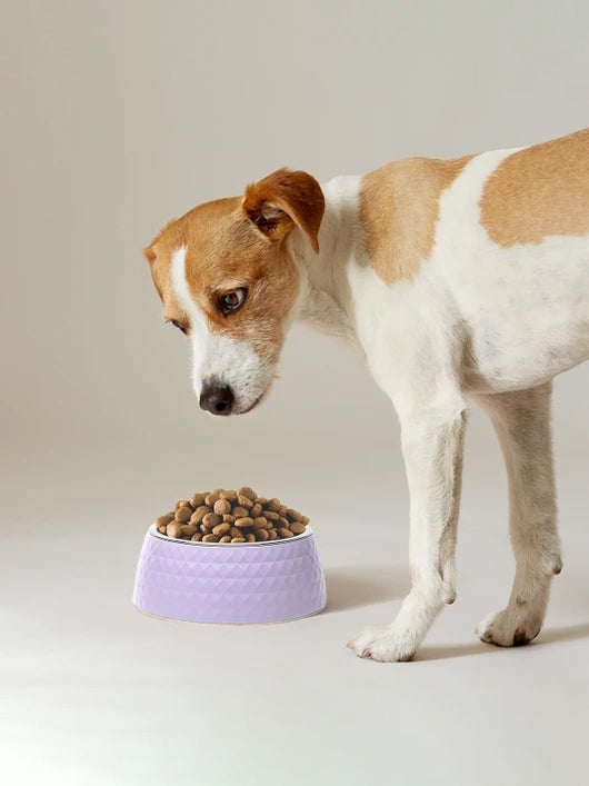 ZIGLY Lifestyle Dog Food Bowl Double Walled Stainless Steel Bowl for Dogs - Medium - Stainless Steel Pet Bowl